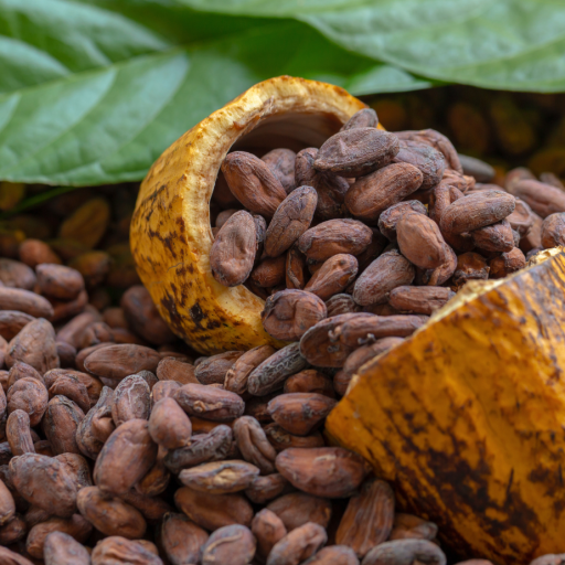 cacao-peruano