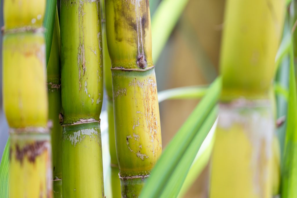 primer plano cana azucar fondo hoja verde azul