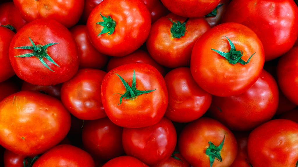 exportaciones tomate mexico datasur