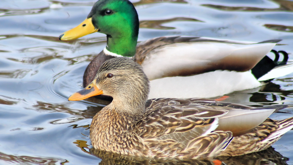 carne de pato exportaciones datasur