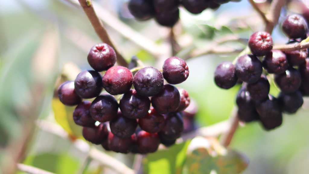 exportaciones acai datasur