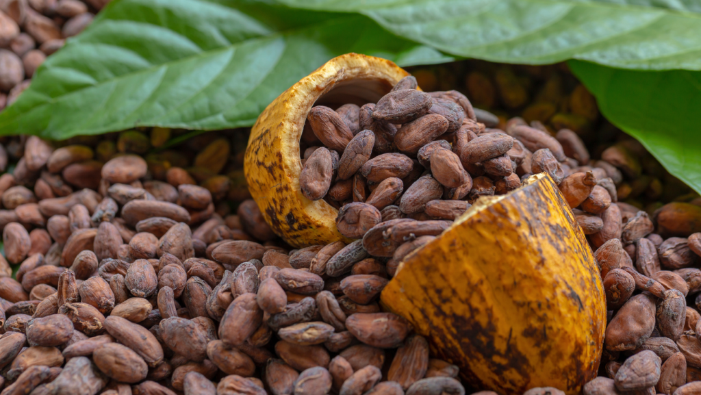 cacao peruano