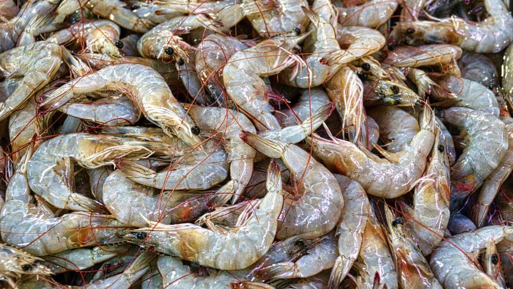 exportaciones de langostinos