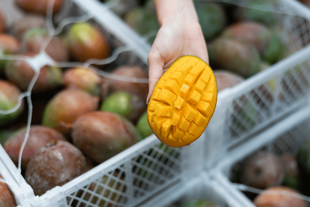 Exportación de mango y su crecimiento con inteligencia comercial.