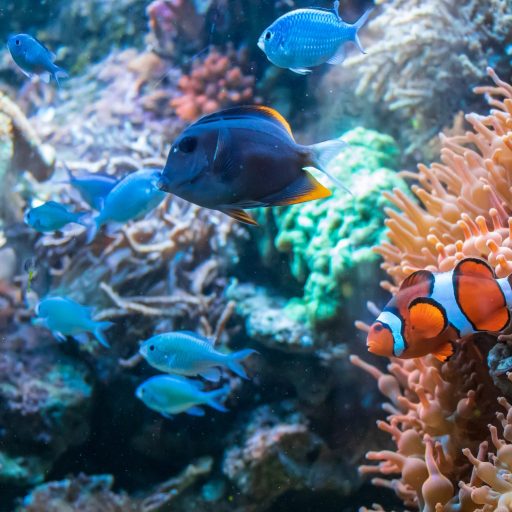 The Clownfish Ctenochaetus tominiensis and Blue Malawi cichlids swimming near the Coral Duncan