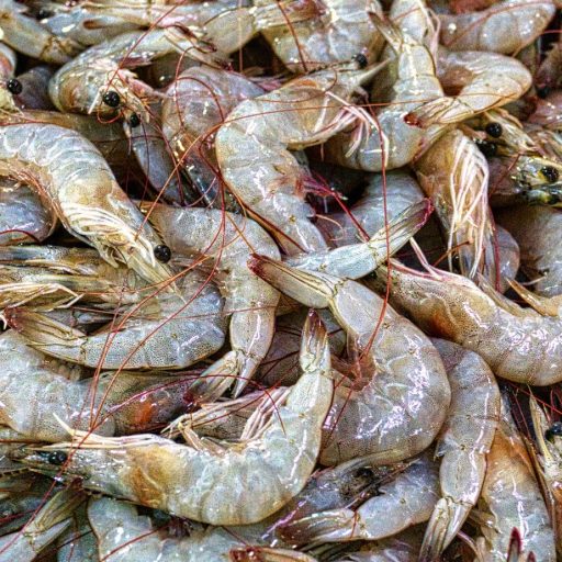 exportaciones-de-langostinos